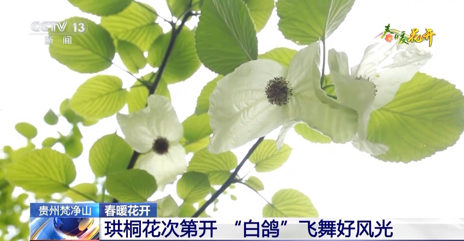 春 暖 花 开 新 金 瓶 梅 04.高 清 修 复)(国 语 中 字)(1080P)(杨... Tags. 