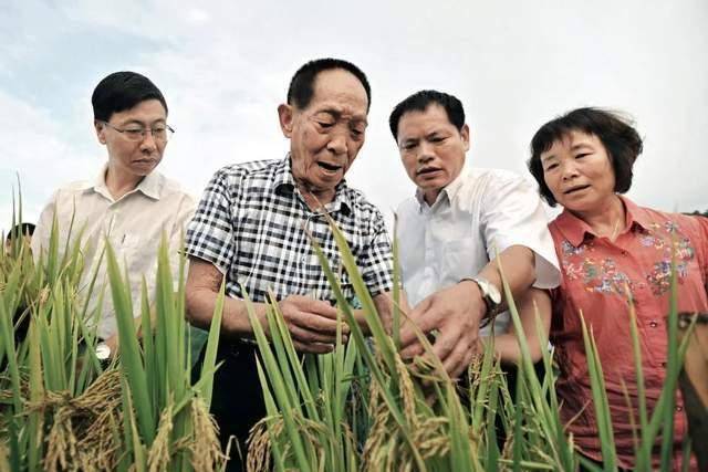 国士无双!杂交水稻养活数亿人,享誉全球,世界欠袁隆平一个诺奖_中国_