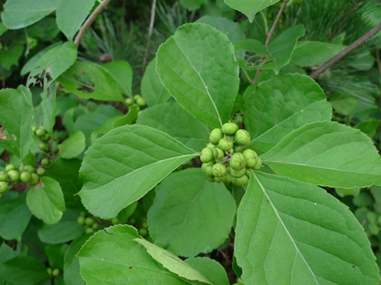 原创它曾恶名昭著人称过山龙农民讨厌它如今却成摇钱树