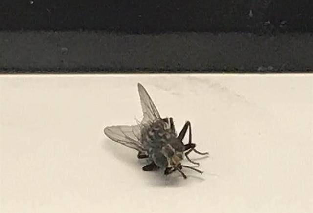 一只死苍蝇出现于台北故宫文物之旁实在让人不可思议
