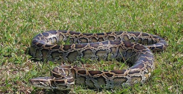 原创长江走蛟事件是怎么回事蛇能活多少年500年便可化蛟吗