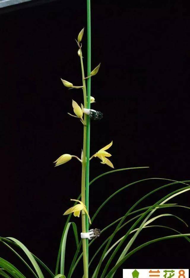 给兰花浇水的关键技术