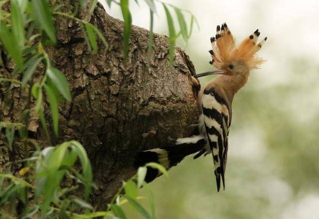 棺材鸟戴胜有多臭在粪便中长大臭味熏天为啥还是吉祥鸟