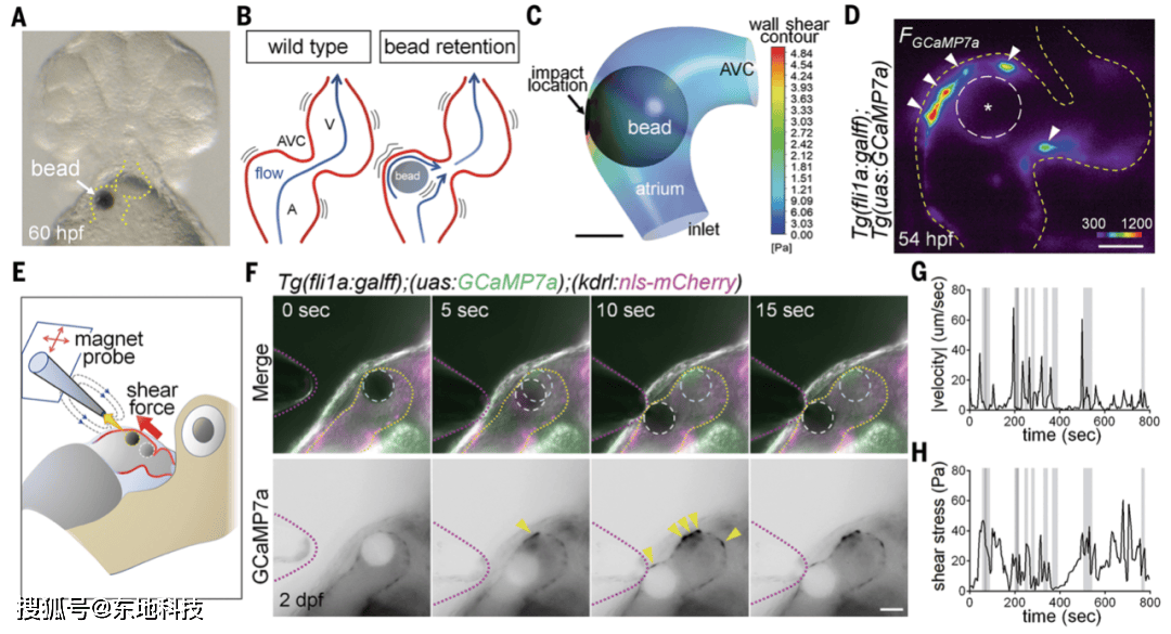 生物电信号和机械力对心肌细胞特性的控制_nfatc_心脏_edcs