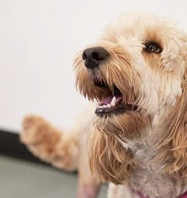 不要再黑泰迪了这只泰迪两次救了主人的命被媒体当作英雄