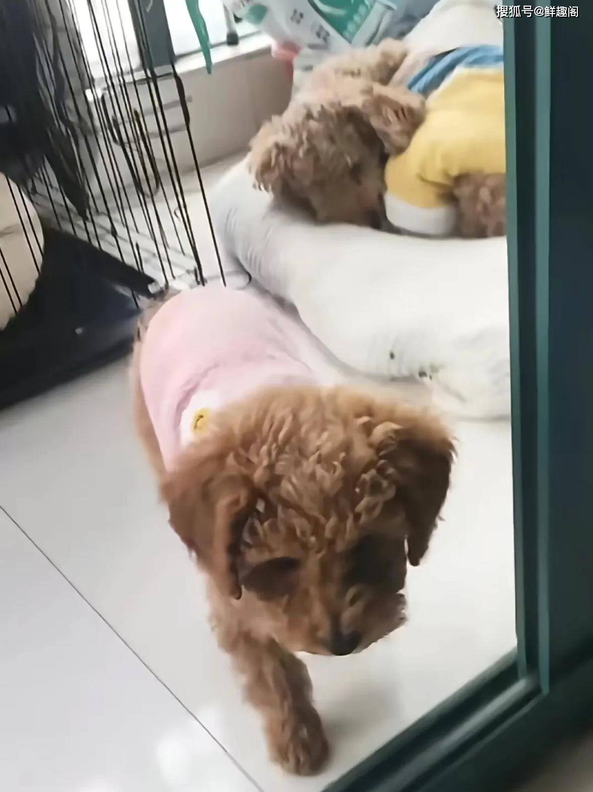 虽然有些人不太喜欢养狗,但是也懂得如果不爱请别伤害的道理,因为毕竟