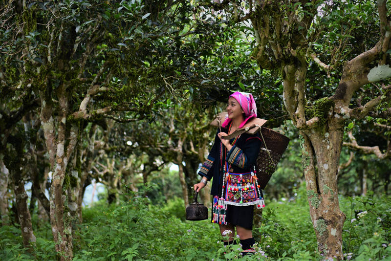 800多年的栽培型茶王树长在南糯山;傣族,哈尼族,拉祜族,布朗族等先民