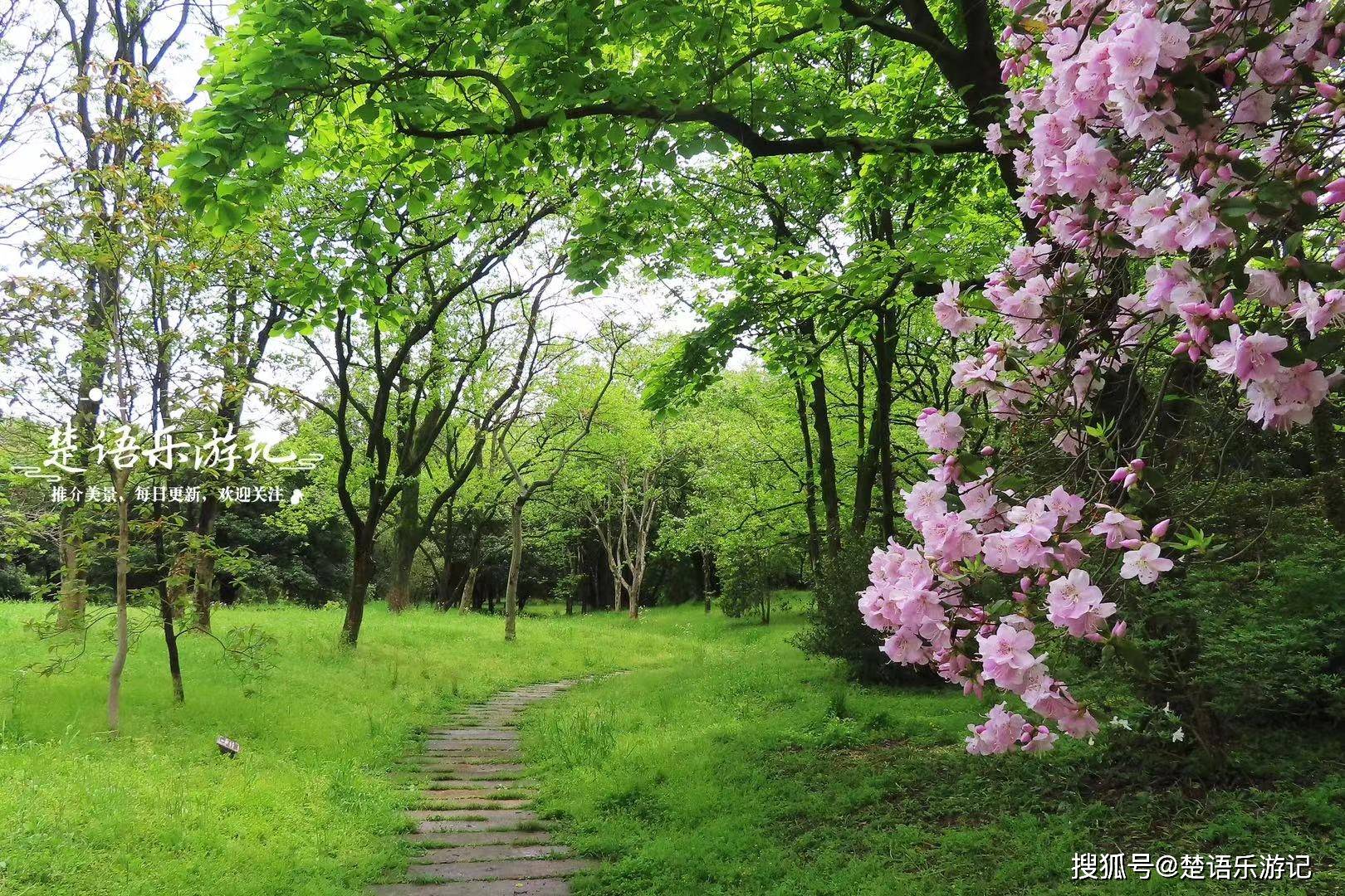杭州植物园不仅有杜鹃花,还有森林市集,赏花拍照休闲遛娃皆很棒