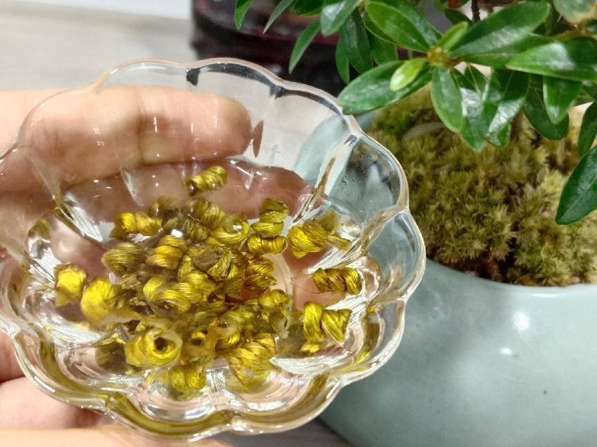 铁皮石斛的功效与作用详解其功效与日常生活中的作用