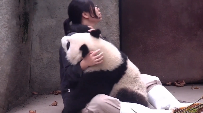 原创这么大个熊还撒娇简直没眼看网友好羡慕奶妈呀