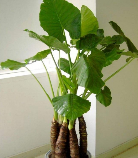 1,滴水观音首当其冲的应该就是滴水观音了,这种植物很多人都应该有养