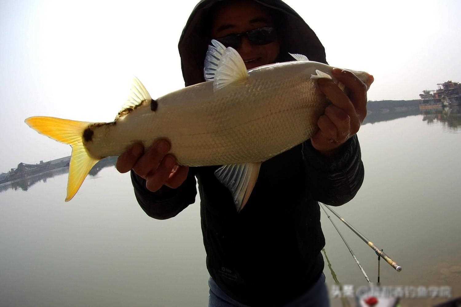 原创水库钓黄尾鱼的五个技巧连竿大黄尾爽翻天