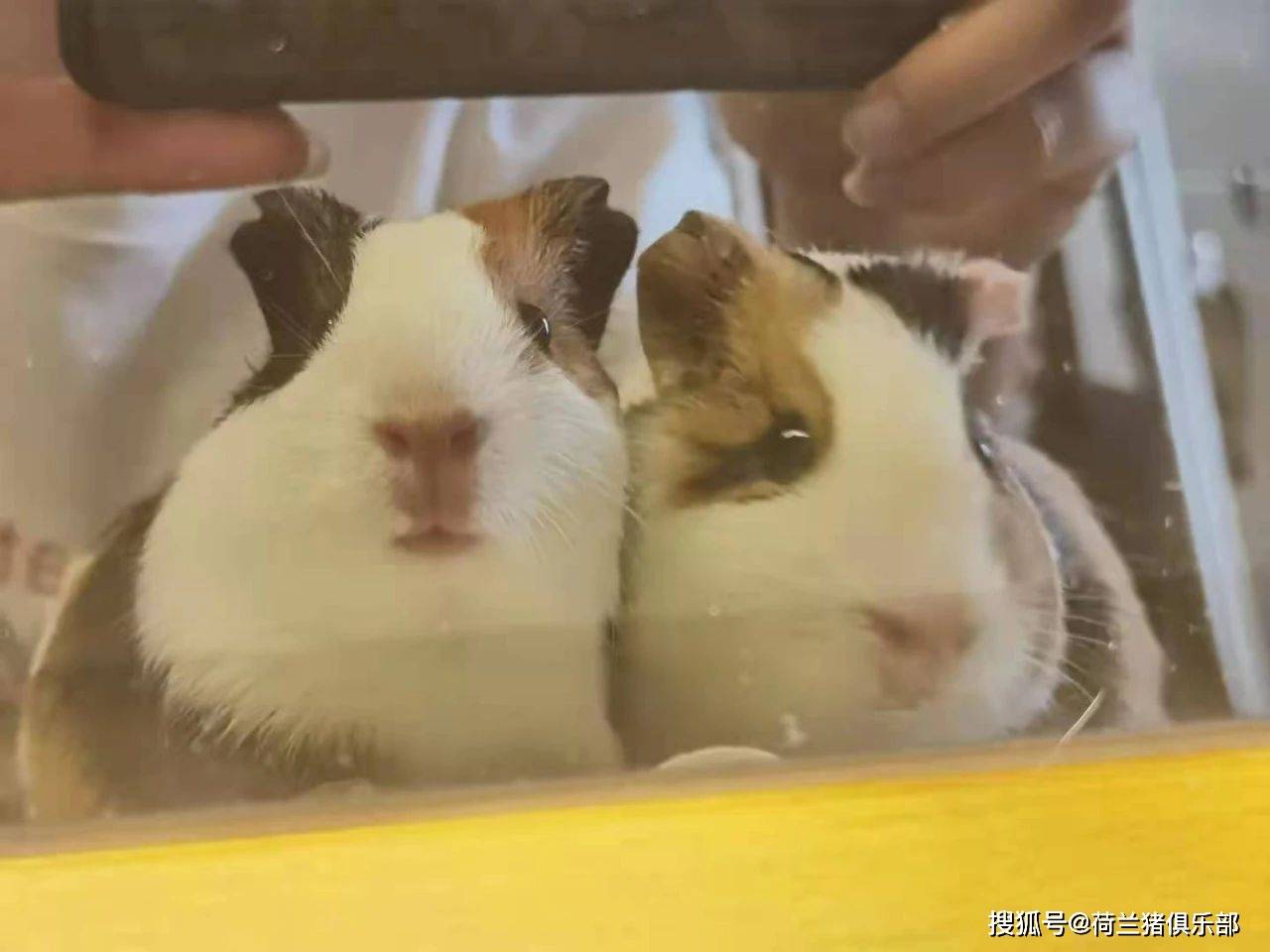 原创荷兰猪需要多少水以及缺水会有什么后果