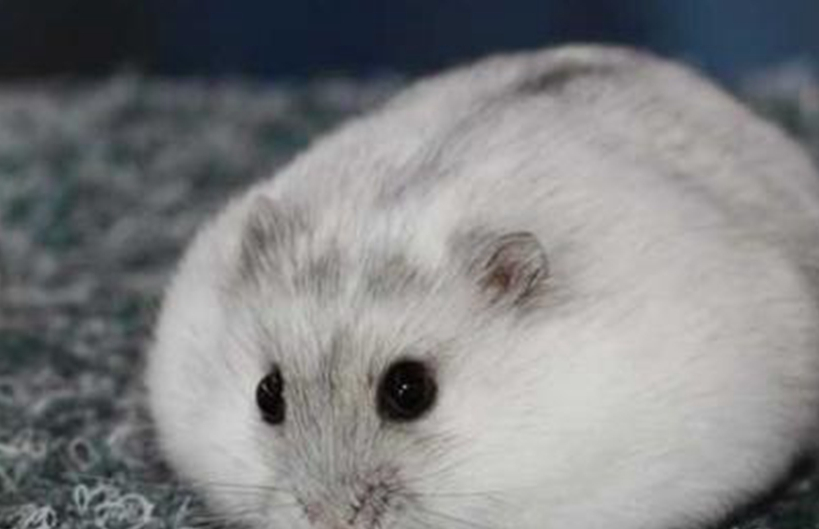 仓鼠怎么养不容易死这些饲养的细节要先掌握