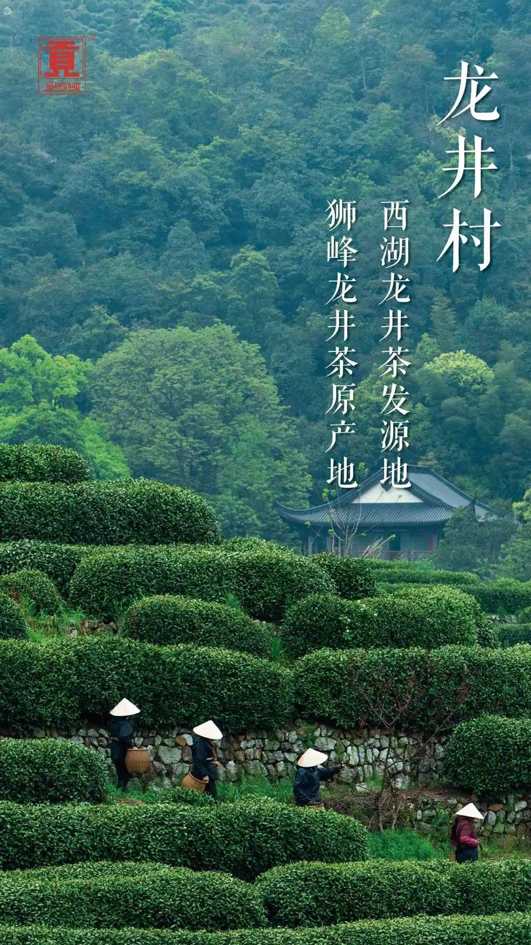 贡牌明前西湖龙井核心产区!一杯明前西湖龙井,乾隆也羡慕不来的鲜