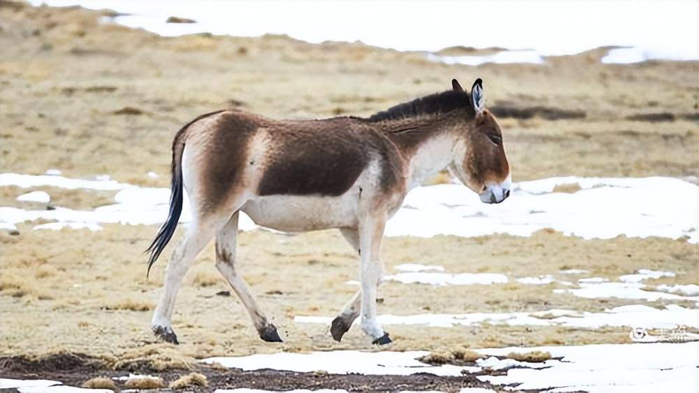 青海的野驴驱狼逐豹,美国更引入千只防狼,野驴战斗力很强吗?