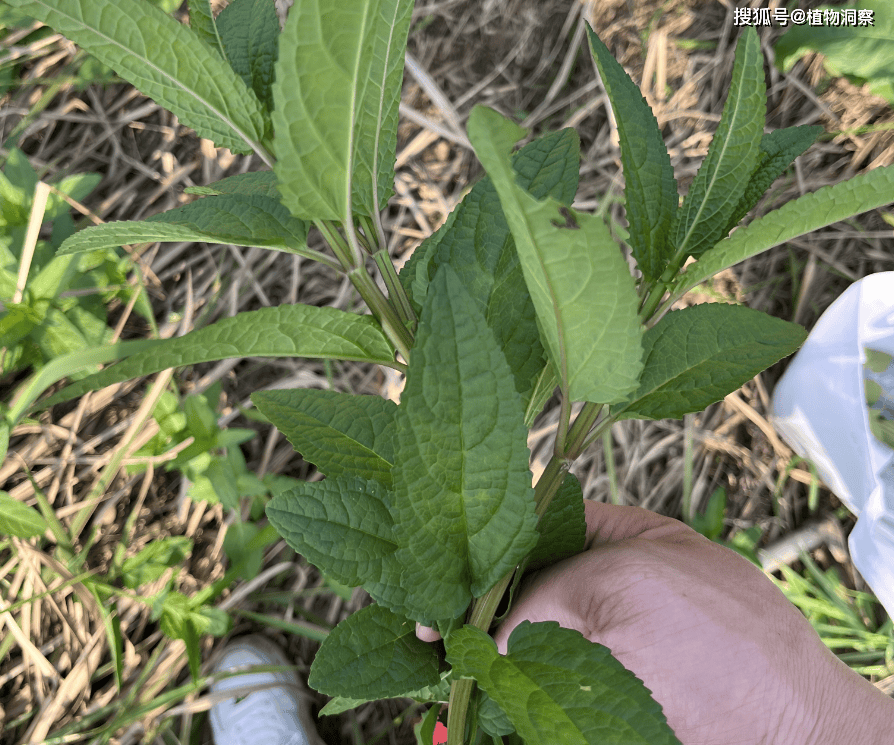 第二,水苏可全草入药,有很高的药用价值水苏是一种非常传统的中草植物