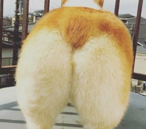 断尾柯基宝宝露出了圆润可爱的桃屁屁,揭秘狗狗断尾背后的原因