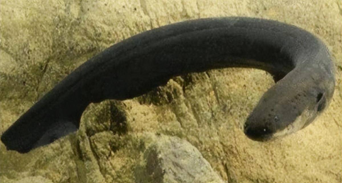 凶残可怕的食人鱼,为何没能在亚马逊河流里泛滥?是因天敌太多?