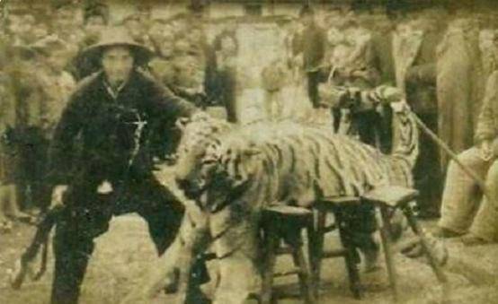 一生打死305只老虎,到死也不透露秘药配方_猎虎_我国_弓箭