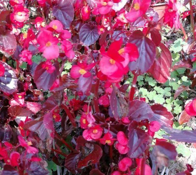 原创红叶花卉有哪些容给你介绍4种看你喜欢哪种