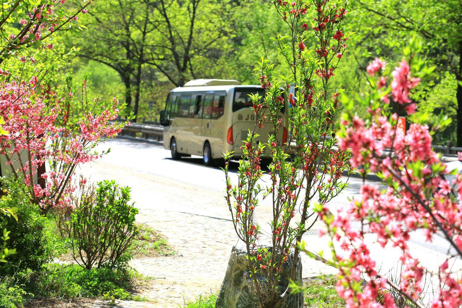 桃花峪泰山图片