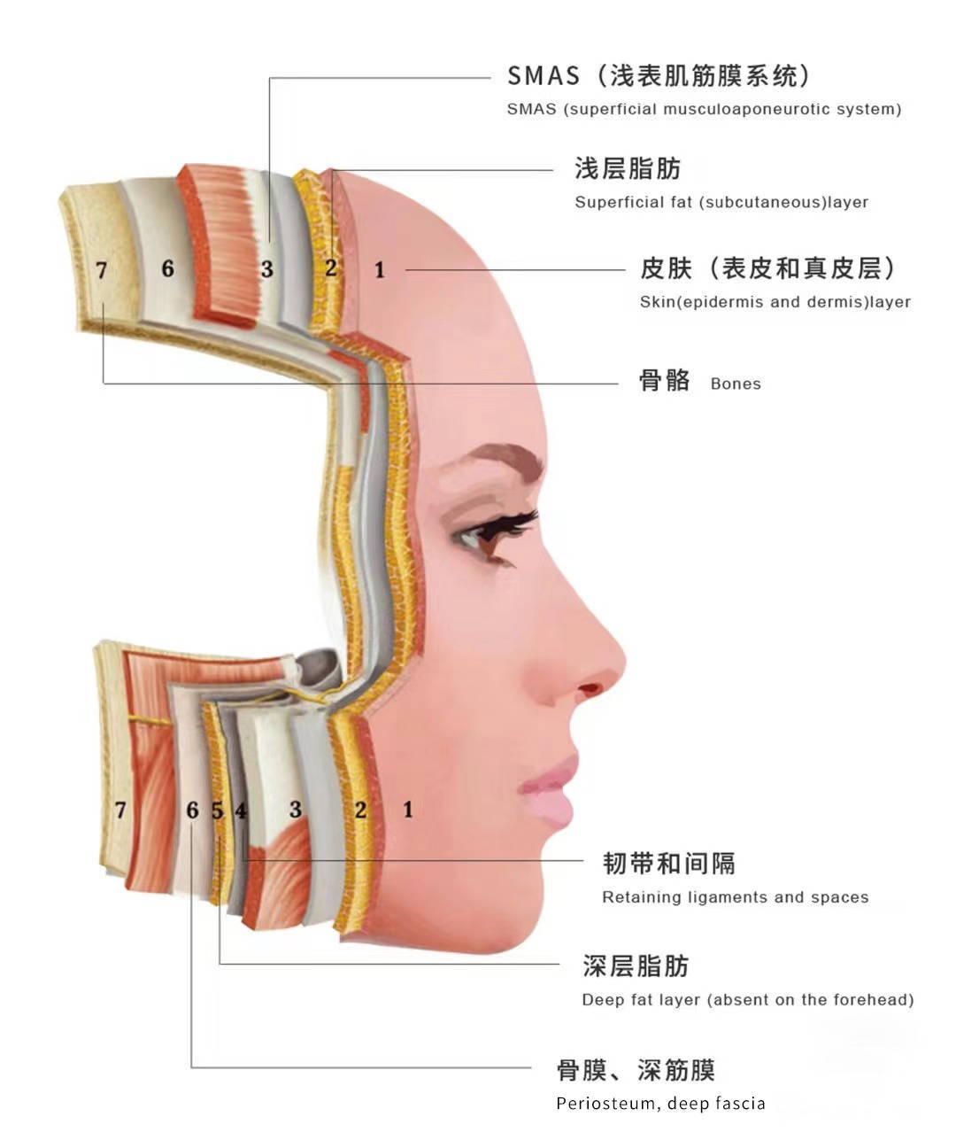 安思宇院长解析什么是分层抗衰以及如何对抗衰老