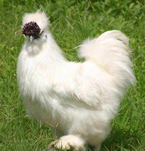 红三代现身时装周一身毛毛装被批像乌鸡不过此女向来打扮奇葩