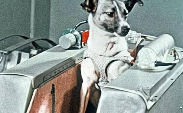 宇航狗莱伊卡64年前进入太空时遭逢大变后来如何了