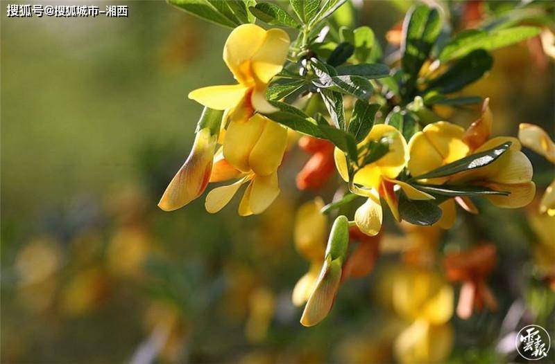 金雀花,形似嫩黄色的小鸟,用来炒蛋灿黄喷香,甘甜鲜嫩.