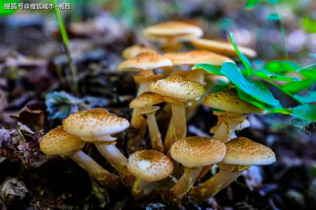 云南能吃的野生菌图片图片