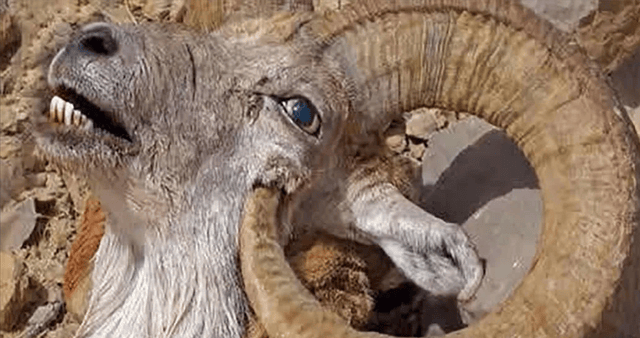 这种羊真奇葩见面就干架输了还要被对方骑没羞没臊