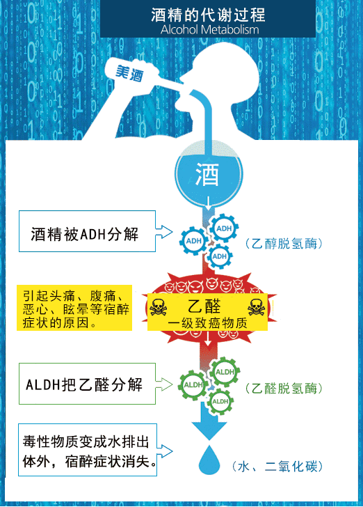 酒精代谢过程 来自搜狐网