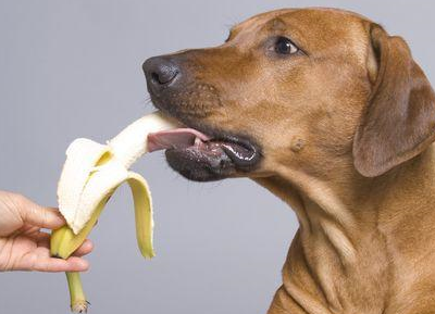 这6种水果别再给狗狗吃,尤其是第四个,碰都不要碰!