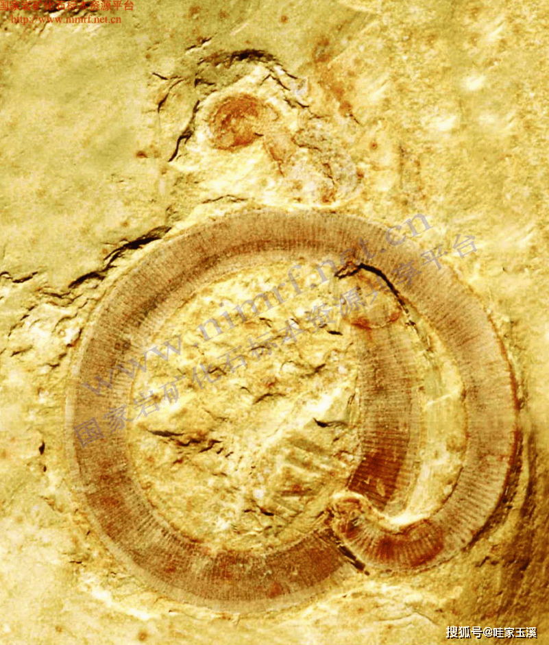 澄江5亿年前的古化石在小小邮票间活起来了