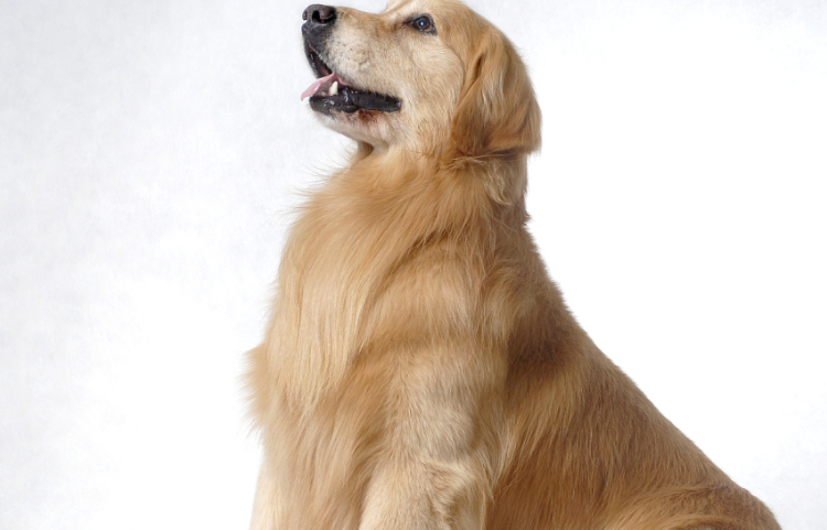 意大利灵缇此犬是一种极佳的玩赏犬和宠物狗,英国的维多利亚女王非赏