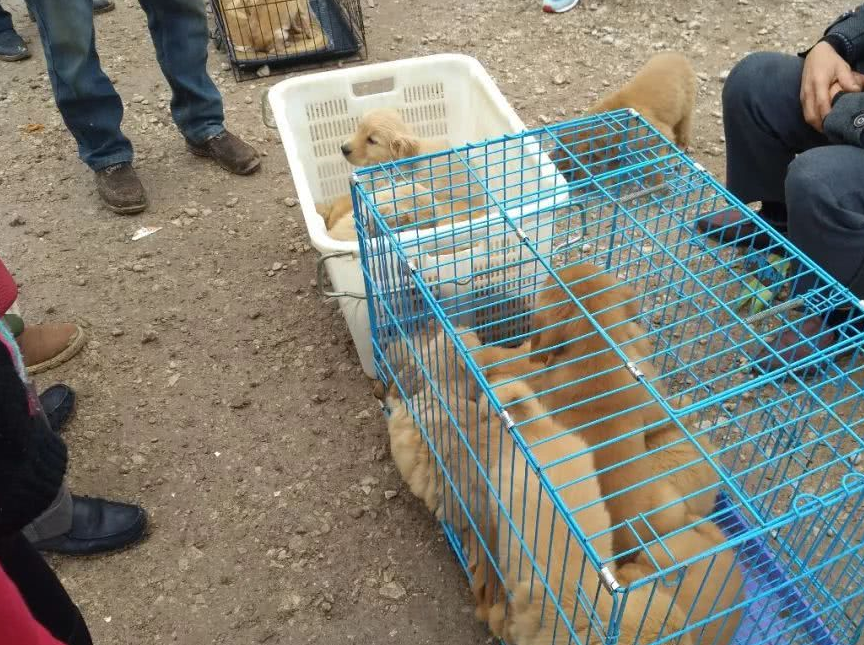 批幼犬虽便宜,选购不可大意_处理_价格_狗狗