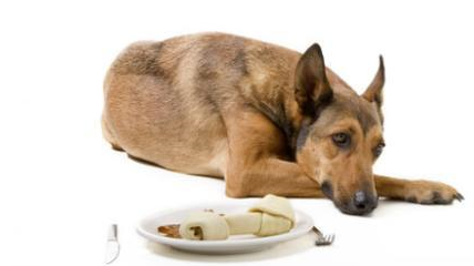 结语:你还知道狗狗不能吃什么水果吗?