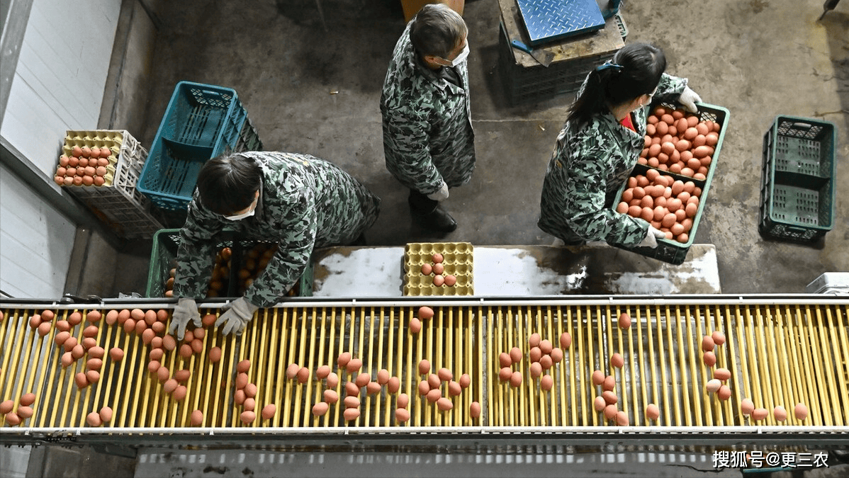 1斤跌至3块2,鸡蛋跌成"土疙瘩",有人欢喜有人愁!
