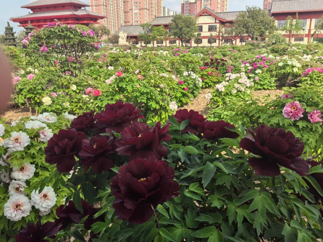 齐风京韵——公益讲堂在菏泽市图书馆顺利举办