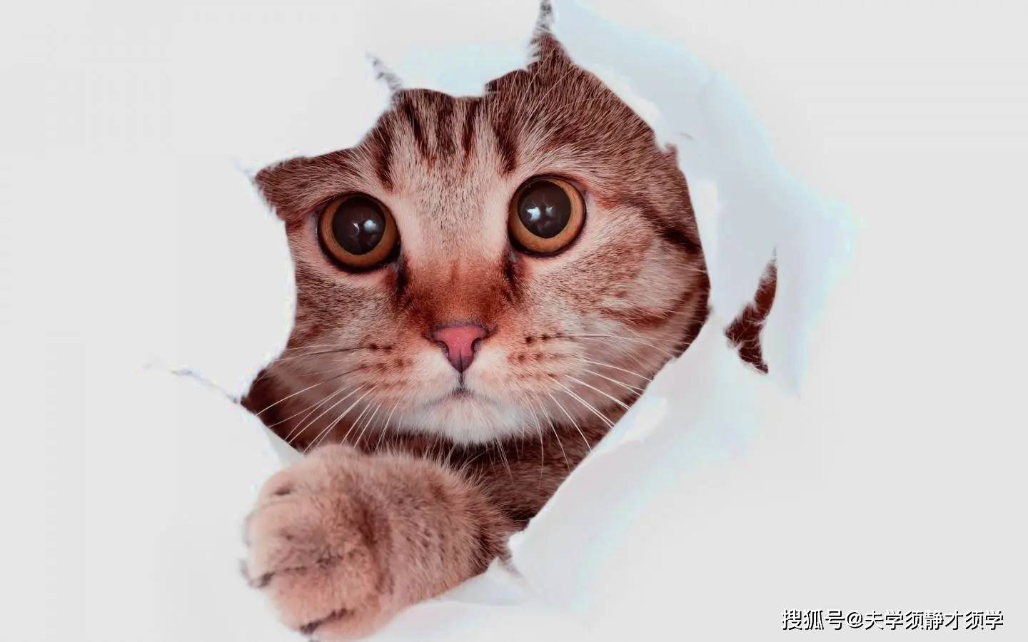 内涵段子:闺蜜说:我们公司新来了个女同事,年轻不懂事!