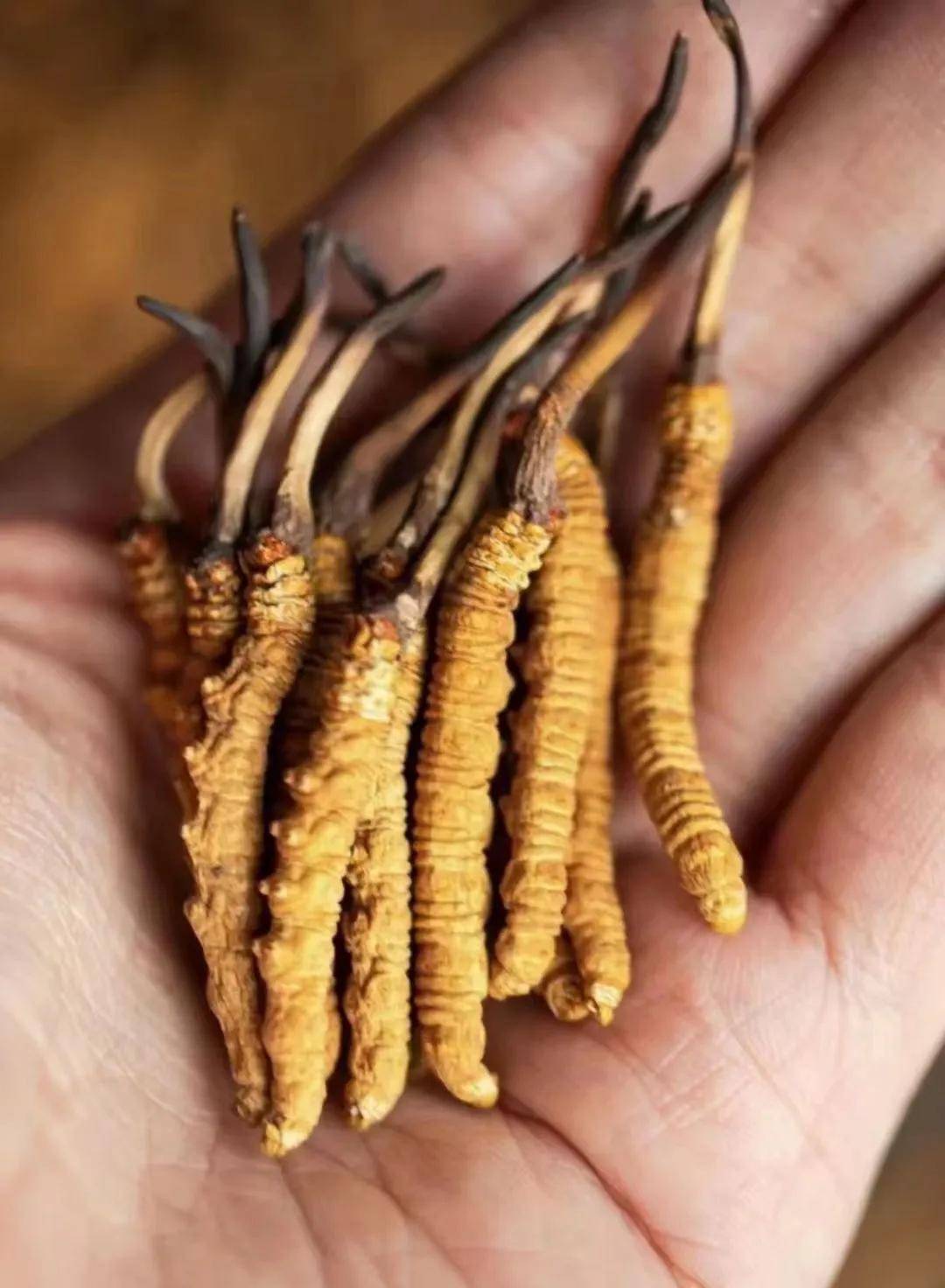 都是冬虫夏草,为什么价格差别那么大?