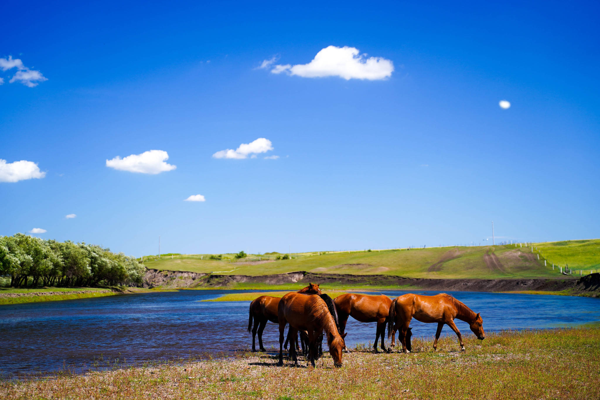 草原_呼伦贝尔_文化
