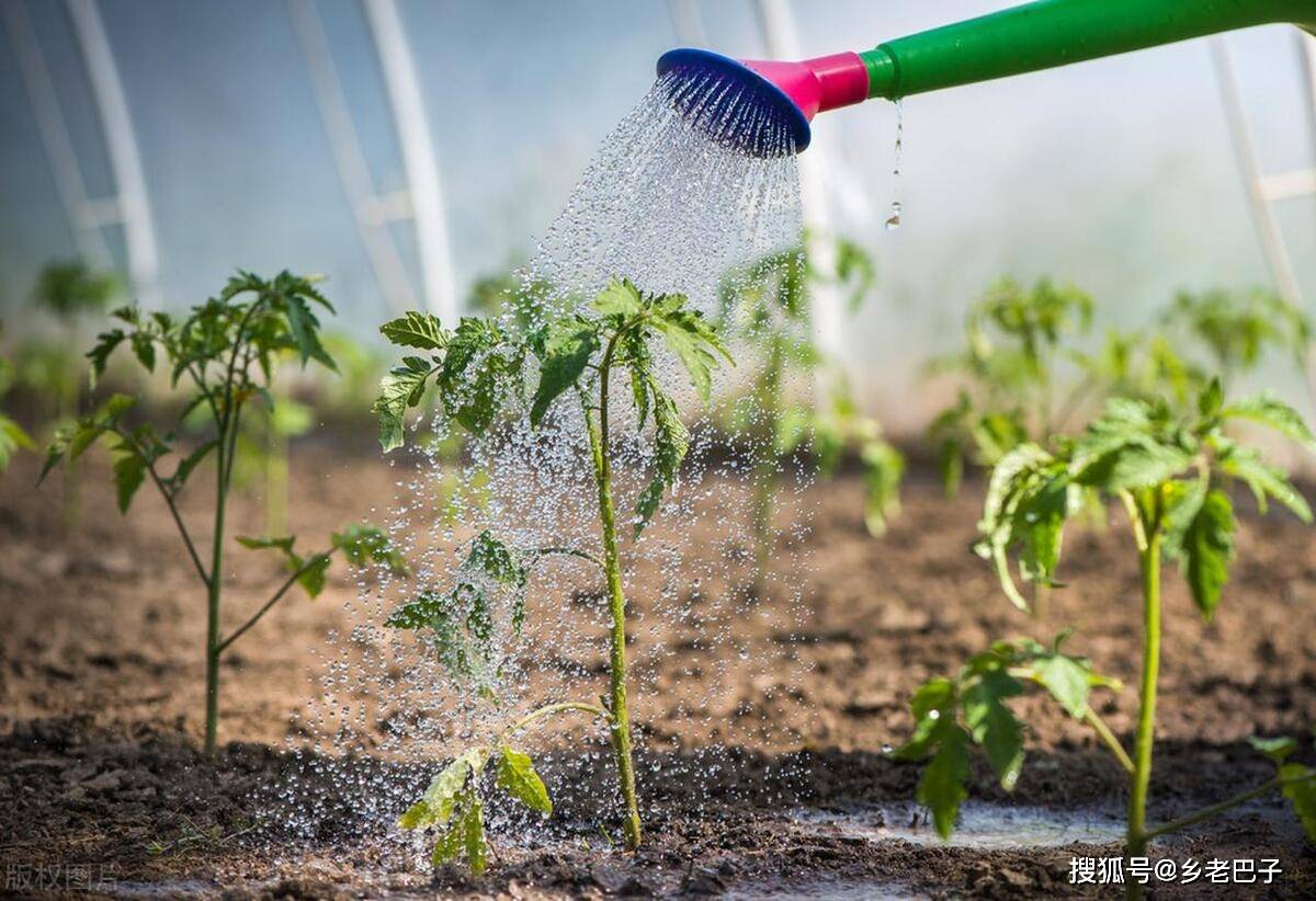 豆角不正确的浇水方法有哪些?平时你哪些做错了