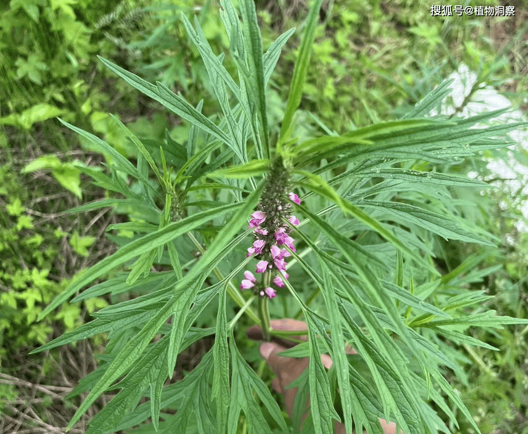 这种植物妇女多用