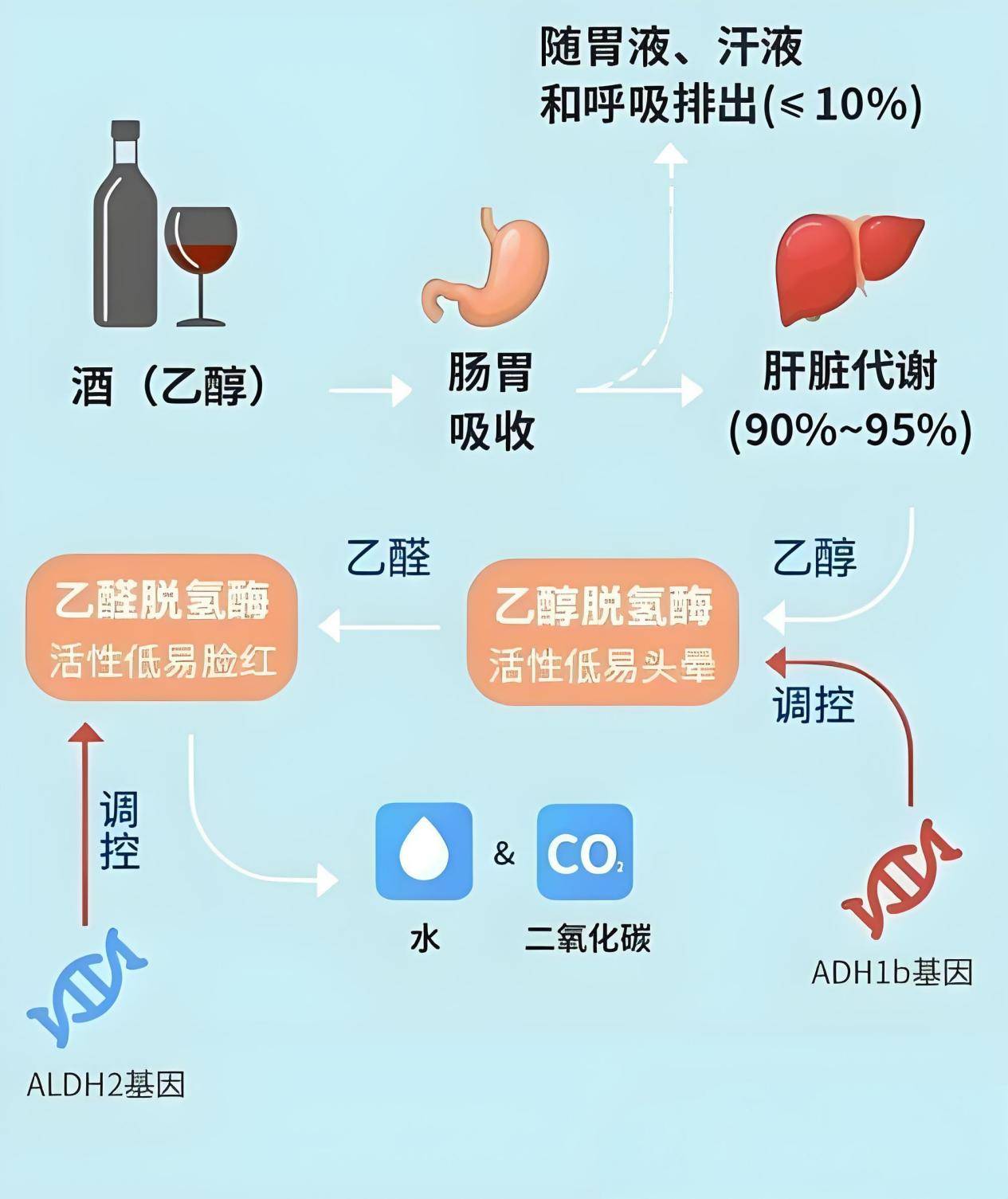 酒精_肝脏_代谢