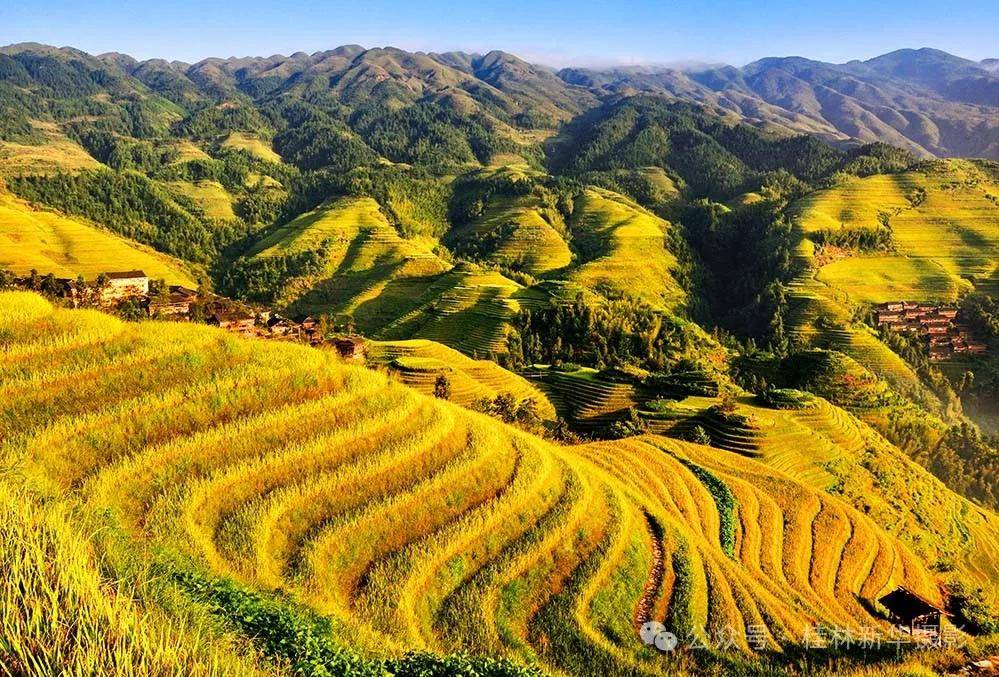 龙脊梯田简介景区图片