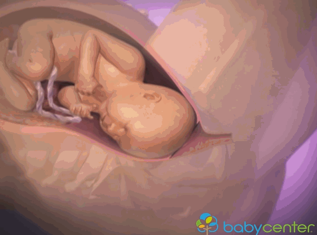 小宝宝是怎么从妈妈肚子里生出来的？一组动图揭晓奥秘