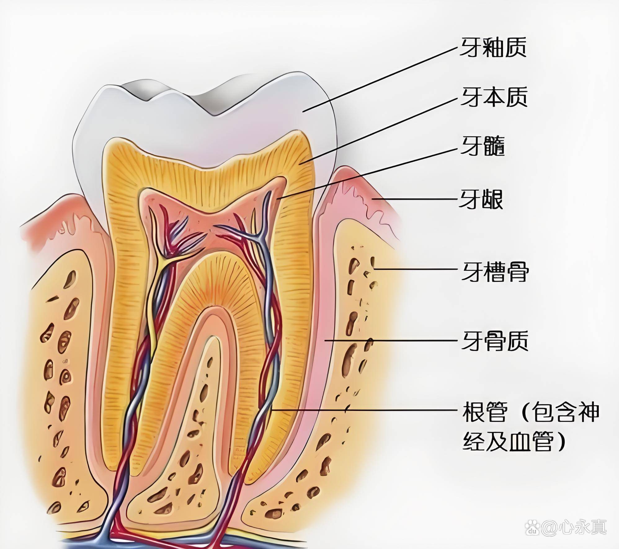 牙齿形态速记结构图图片