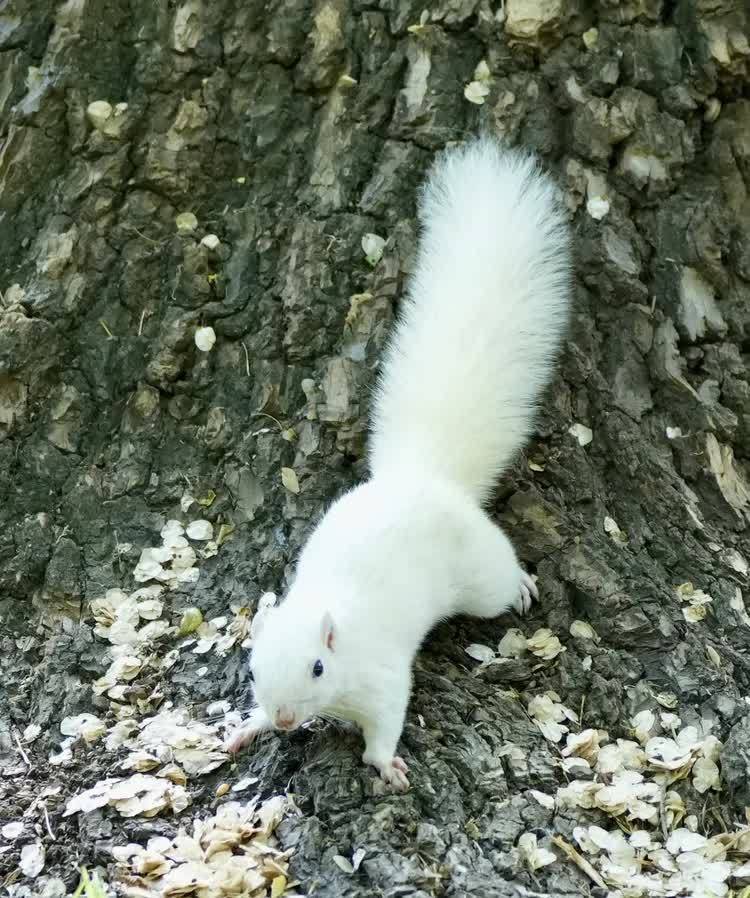 天坛,一只可爱的白松鼠